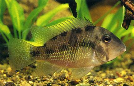 american cichlids no2